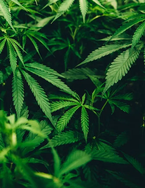 Healthy green cannabis plants growing