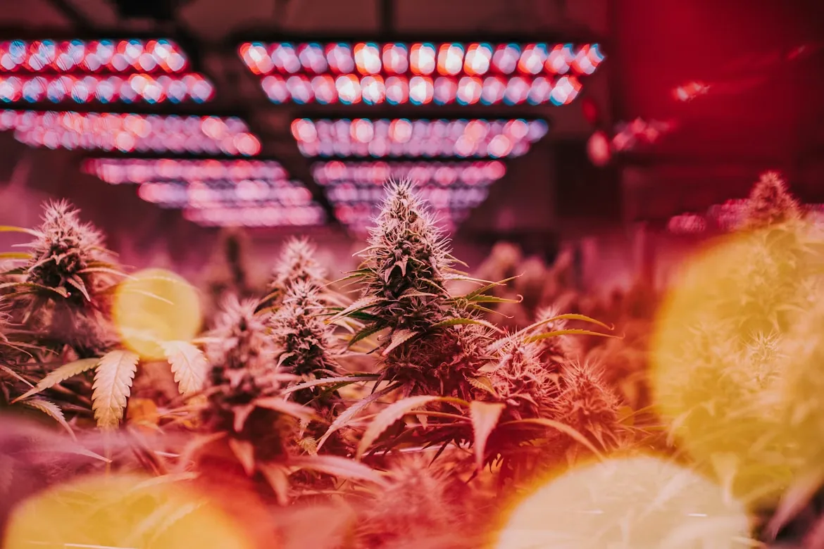 Cannabis plants flowering under cultivation lights
